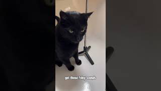 my cute blackcat helping me make foley sounds HighSpeedDining [upl. by Shepard]