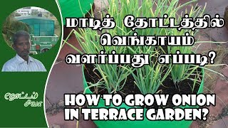 How to grow onion in terrace garden  மாடித்தோட்டத்தில் வெங்காயம் வளர்ப்பது எப்படி [upl. by Vedis301]