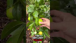 Lemons ripening in the fall tropicalgardening citrus garden [upl. by Assisi432]