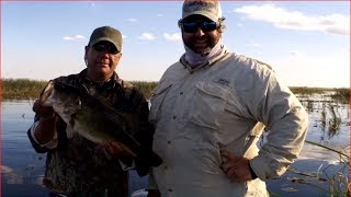 Florida Largemouth Bass Fishing with Wild Golden Shiners on Lake OKeechobee [upl. by Franzen]