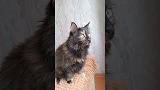 Jump on the windowsill😂 shorts cat funnycats catlover catvideos catshorts edit fyp [upl. by Ahsinad]