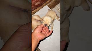 newborn puppies  puppies crying  newbornpuppies [upl. by Woodward562]