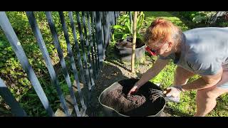 Planting Sweet Potato Slips in October 🍠 [upl. by Llezo]