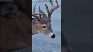 Tiney the whitetailed buck takes a sip from the river [upl. by Haramat]