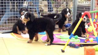 Les chiots Bouvier Bernois dAstuce amp Diane [upl. by Airyt]