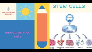 Stem Cell how does it stay undifferentiated [upl. by Nairret587]