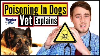 How To Treat A Poisoned Dog  Veterinarian Explains  Dogtor Pete [upl. by Xed]