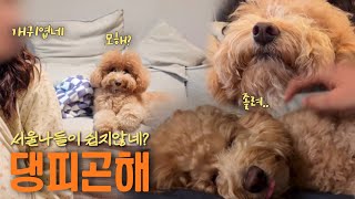 VLOG 바버샵갔다가 태리랑 성수동 데이트✨ 빌리캣성수 밀도 아가젤라또 얼굴에 똥꼬들이미는 강아지 [upl. by Eityak689]