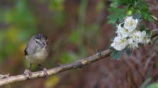 Female Spotted Pardalote Up Close Australian Native Birds Trims [upl. by Lomax]