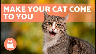 Meows to ATTRACT CATS 🐱🔊 Sounds to Make Your Cat to Come to You [upl. by Odravde776]