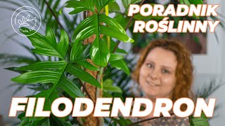 PHILODENDRON  pielęgnacja podlewanie i uprawa filodendrona  PORADNIK roślinny [upl. by Godart]