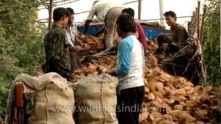 Truckload of coconuts for sale at Azadpur mandi [upl. by Ardeahp]