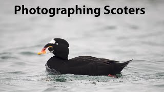 Getting close to Scoters Bird photography in Vancouver [upl. by Eahc184]