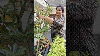 Beautifying adenium plants garden nature adeniumplants kerala india [upl. by Roma]