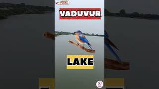 💥Vaduvur Lake birds lake vaduvur 💢⁉️instareels shorts trendingreels 😆 [upl. by Belden]