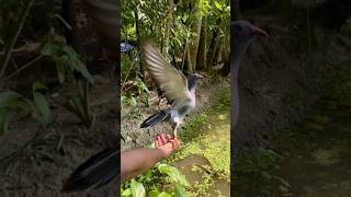 Good quality pigeon ❤️🕊️ pigeon kabootar trending youtubeshorts kalapati bird video [upl. by Noirb]