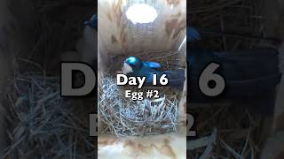 Egg 2 birds nestboxcam birdwatching nature shorts [upl. by Schweiker817]