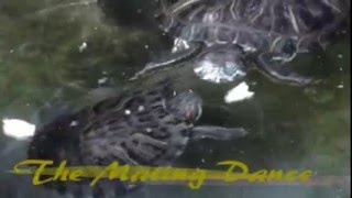 RedEared Slider Mating Dance [upl. by Thgirw235]