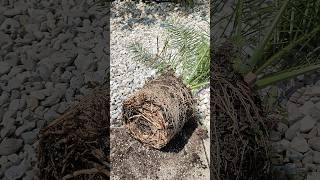 Wurzel Palme richtig umtopfen DIY Tutorial Phoenix canariensis Kanarische Dattelpalme 🌴 pflanzen [upl. by Bissell]