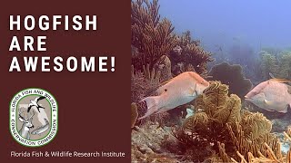 Hogfish are Awesome [upl. by Nairolf]