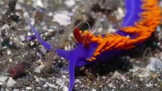 Flabellina iodinea  Spanish Shawl [upl. by Oirtemed]