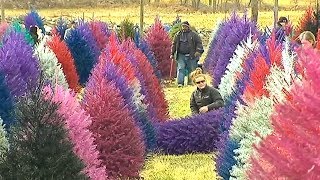 This farm sells colorful Christmas trees 🎄 [upl. by Matthus]