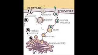 QUE ES LA ENDOCITOSIS Y LA EXOCITOSIS [upl. by Nitsew]