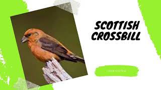 Information Of Scottish Crossbill  Birds in SL [upl. by Annaj]