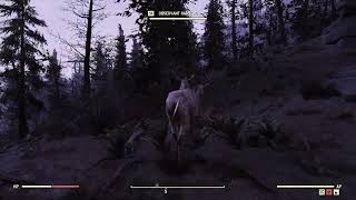 Fallout 76 Observant Radstag  and why not to kill it [upl. by Akeenat612]