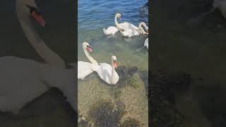 swans penryn river [upl. by Natsuj501]