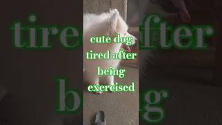 cute dog tired after being exercised shorts short shortvideo shortsvideo tranding cutedog [upl. by Roxine]