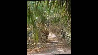 Palm Varieties Series Oil Palm Elaeis guineensis [upl. by Ayardna]