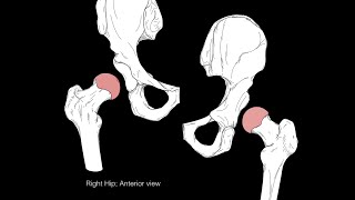 Hip joint structure and actions [upl. by Friedman]