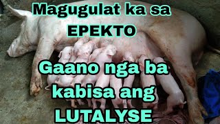 Tips paano mapaanak ng mabilis ang inahing baboy  Epektibo ba ang LUTALYSE [upl. by Strephon505]