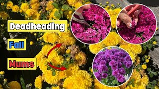 How to Deadhead Mums for Better Longer Blooming [upl. by Coffin578]