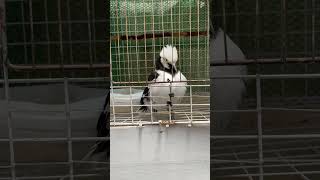 blackcollared starling smart shortvideo shortsfeed shorts viralvideo viralshort animalsvideo [upl. by Ahsilrae453]