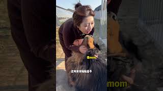 🐶这区别也太大了！ dog pets 藏獒 加布 萌宠 宠物 tibet tibetanmastiff shortsvideo [upl. by Guild886]