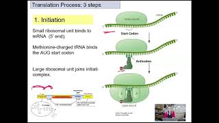 Gene Expression Translation [upl. by Nivle]