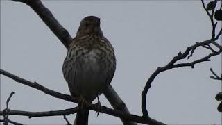 Song Thrush singing  tordo bottaccio in canto [upl. by Valoniah]