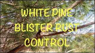 White Pine Blister Rust Control [upl. by Howlend815]