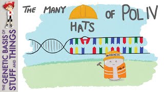 Discovering mutagenic DNA polymerase IV in E coli [upl. by Enilec603]