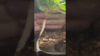 Settling In Albino Banded King Snakes Brand New Digs [upl. by Amaryl590]