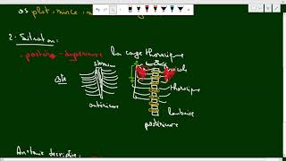 La Scapula Anatomie 1ere année médecine COURS 3 سنة اولى طب [upl. by Akerdal]