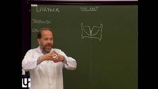 TC 7  Anatomie du larynx thyroïde parathyroïdes Anatomy of the larynx thyroid and PTH glands [upl. by Odiug]