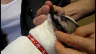 How to Clean Dog Ears  Veterinary Advice [upl. by Harvey]