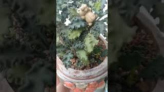 EUPHORBIA DECARYIPLANTCACTUSSUCCULENTSVIDEOSHIRTSVIRAL [upl. by Ellekim]