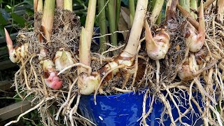 Growing Galangal in Pot  How To Grow Galangal Plant from Cutting [upl. by Nahoj441]