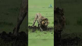 Лев раскапывает бородавочника Lion Digs Warthog [upl. by Gaudet]