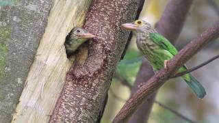 Lineated Barbet Feeding [upl. by Pacificia282]