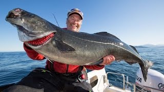 Angeln in Norwegen Großköhler vor Sommarøy Rainer Korn und Sven Klöer [upl. by Island584]